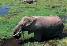animals elephants 1871x2811 wallpaper Art HD Wallpaper